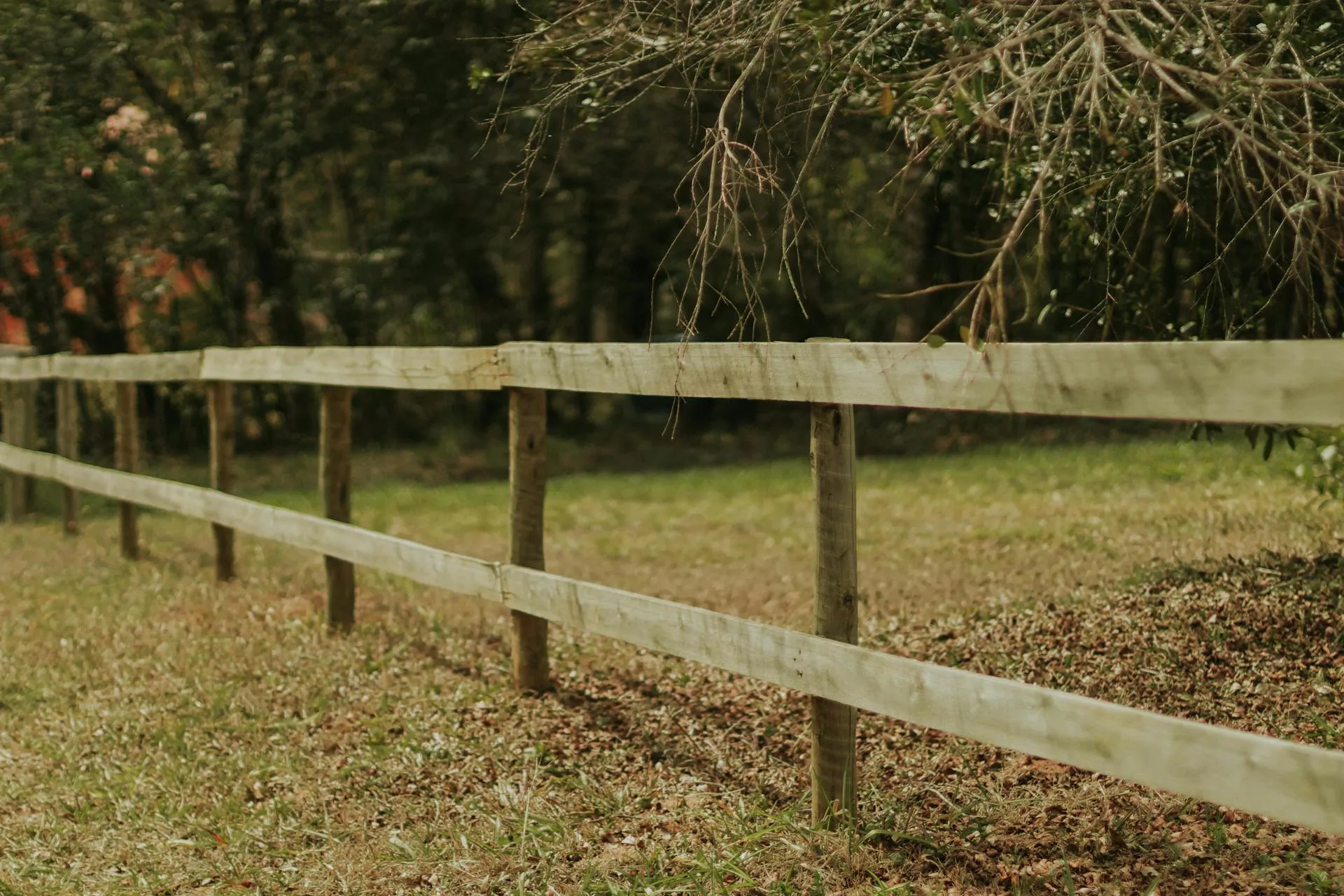 Freshly painted timber fence at Auckland home